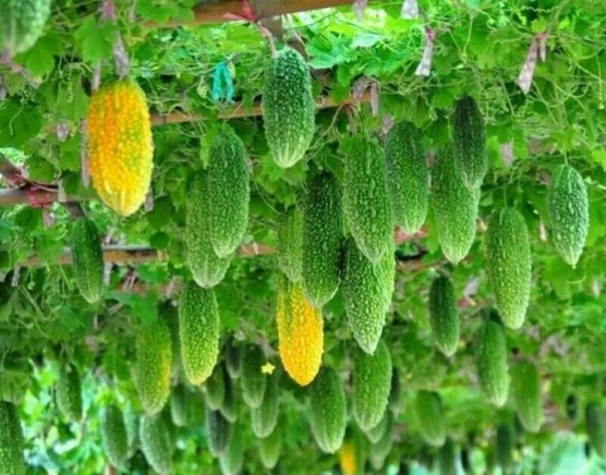 Indian Bitter Gourd Momordica charantia seeds for garden planting